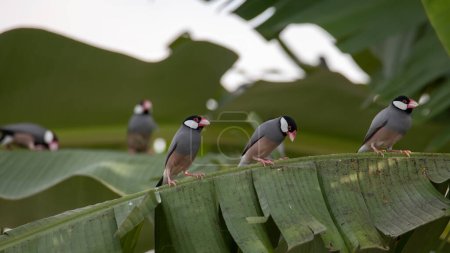 Gruppe von schönen Vogel Java Sperling (Lonchura oryzivora)