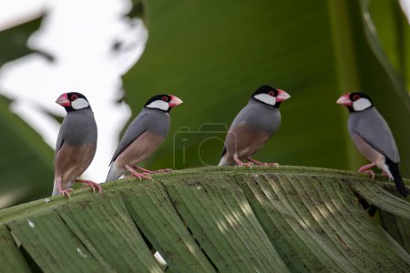 Group of beautiful bird Java sparrow (Lonchura oryzivora)