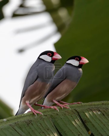 Groupe de beaux oiseaux moineau Java (Lonchura oryzivora)
