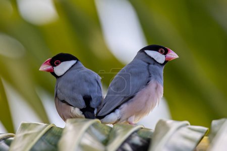 A pair of beautiful bird Java sparrow (Lonchura oryzivora)