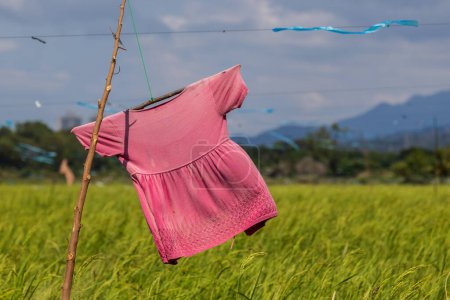 Foto de Campo de arroz con espantapájaros en Sabah, Borneo - Imagen libre de derechos