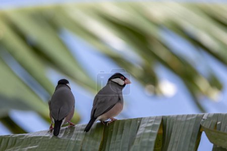 A pair of beautiful bird Java sparrow (Lonchura oryzivora)