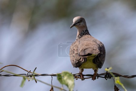 Photo for Nature wildlife image of pigeon Spotted dove - Royalty Free Image