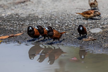 Photo for Group of Chestnut Munia bird drinking water - Royalty Free Image