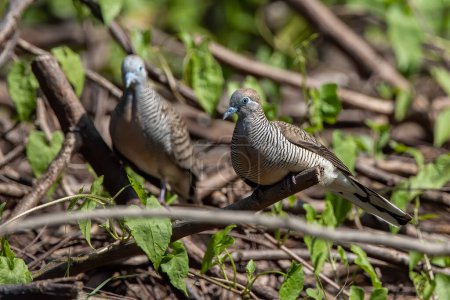 Photo for Nature wildlife image of pigeon Spotted dove - Royalty Free Image