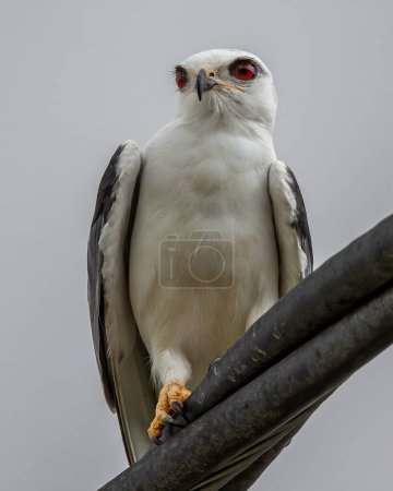 Photo for Black-winged Kite also known as a Black-shoulder kite eagle sitting on a cable. - Royalty Free Image