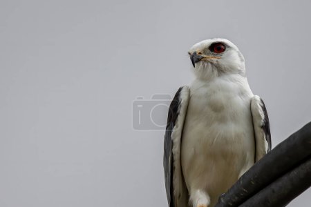 Photo for Black-winged Kite also known as a Black-shoulder kite eagle sitting on a cable. - Royalty Free Image