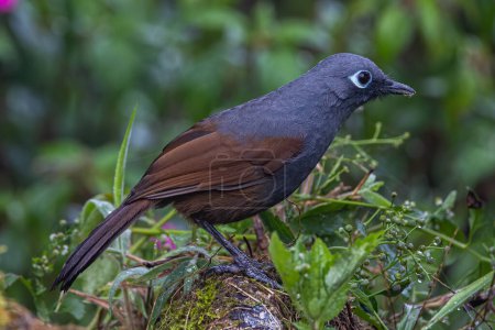 La Grive rieuse (Garrulax palliatus) est une espèce d'oiseaux vivant dans les forêts tropicales humides des montagnes..