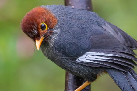Téléchargez les photos : Bird of a Chestnut-hooded laughingthrush bird - en image libre de droit