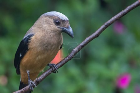 Téléchargez les photos : Magnifique énorme oiseau de Bornéo Treepie (Dendrocitta Cinerascen) connu également endémique de l'île de Bornéo - en image libre de droit