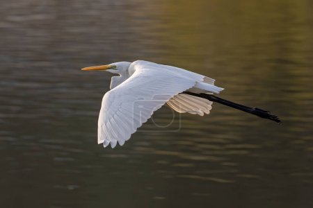 Téléchargez les photos : Nature wildlife image of cattle egret on flying - en image libre de droit