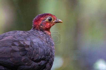 Crimson-headed partridge on deep jungle rainforest, It is endemic to the island of Borneo