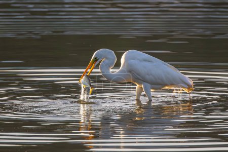 Photo for Great egret with catching a fish at wetland Sabah, Malaysia - Royalty Free Image