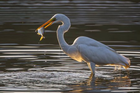 Téléchargez les photos : Great egret with catching a fish at wetland Sabah, Malaysia - en image libre de droit