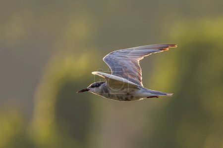 Photo for Whiskered tern bird in flight full speed - Royalty Free Image