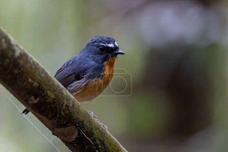 Photo for Nature wildlife bird species of Snowy browed flycatcher found in Borneo, Sabah,Malaysia - Royalty Free Image