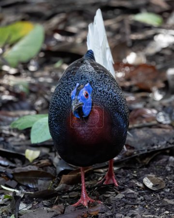 Nature wildlife of Bulwer's Pheasant rare endemic big bird of Sabah Borneo island.