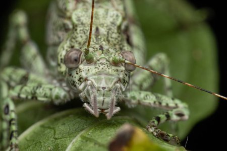 Increíble y única vida silvestre katydid encontrado en la selva profunda en Sabah, Borneo