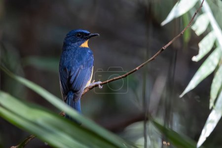 Photo for Nature wildlife image of Dayak Blue Flycatcher bird deep jungle forest in Sabah, Borneo - Royalty Free Image