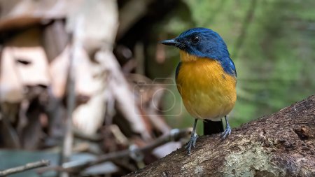 Foto de Imagen natural de Dayak Blue Flycatcher bird deep jungle forest in Sabah, Borneo - Imagen libre de derechos