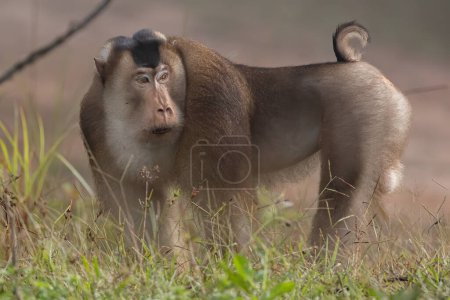 Téléchargez les photos : Nature faune de la queue de cochon énorme Macaque trouver papillon de nuit comme nourriture sur la nature jungle profonde - en image libre de droit