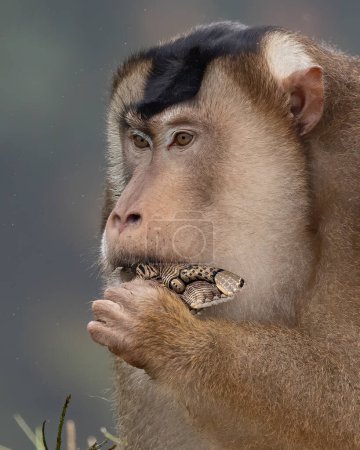 Téléchargez les photos : Nature faune de la queue de cochon énorme Macaque trouver papillon de nuit comme nourriture sur la nature jungle profonde - en image libre de droit