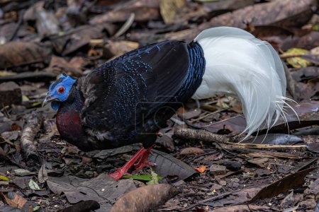 Téléchargez les photos : Faune sauvage de Bulwer's Pheasant rare endémique grand oiseau de Sabah Bornéo île. - en image libre de droit