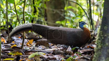 Téléchargez les photos : Nature image de la faune du Grand Argus dans la jungle profonde de Sabah, Bornéo - en image libre de droit
