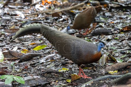 Téléchargez les photos : Nature wildlife image of The Great Argus in the deep jungle in Sabah, Borneo - en image libre de droit
