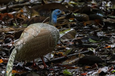 Téléchargez les photos : Nature wildlife image of The Great Argus in the deep jungle in Sabah, Borneo - en image libre de droit