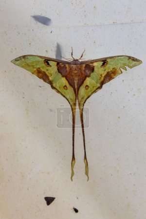 Téléchargez les photos : Macro image de papillon de Luna accroché sur un tissu blanc à Sabah, Bornéo - en image libre de droit