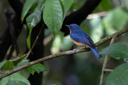 Photo for Nature wildlife image of Hill blue bird deep jungle forest in Sabah, Borneo - Royalty Free Image