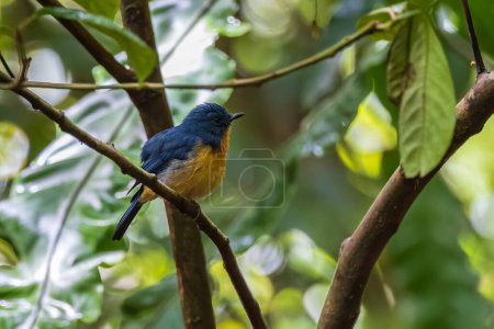 Photo for Nature wildlife image of Hill blue bird deep jungle forest in Sabah, Borneo - Royalty Free Image