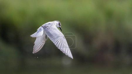 Foto de Whiskered tern bird in flight full speed with nature background - Imagen libre de derechos