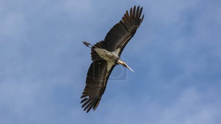 Imagen de vida silvestre de la naturaleza del ave cigüeña ayudante menor vuela alto en el cielo azul claro