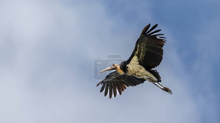 Foto de Imagen de vida silvestre de la naturaleza del ave cigüeña ayudante menor vuela alto en el cielo azul claro - Imagen libre de derechos