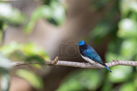 Photo for Beautiful blue color bird known as Rufous Vented Flycatcher perched on a tree branch at nature habits in Sabah, Borneo - Royalty Free Image
