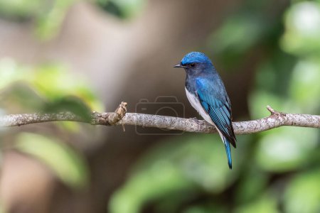 Photo for Beautiful blue color bird known as Rufous Vented Flycatcher perched on a tree branch at nature habits in Sabah, Borneo - Royalty Free Image
