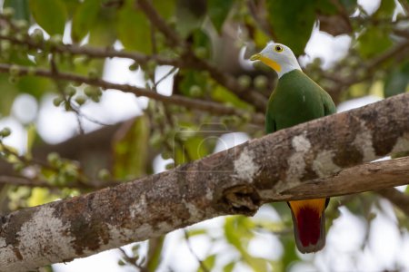 Téléchargez les photos : Nature wildlife image of black-naped fruit dove perching on fruit tree - en image libre de droit