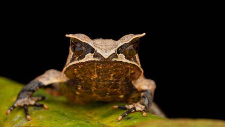 Téléchargez les photos : Nature wildlife image of The Bornean Horn Frog (Megophrys Nasuta) - en image libre de droit