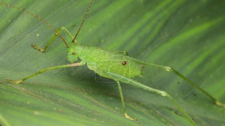Foto de Macro Image of Green Katydid on green leaf - Imagen libre de derechos
