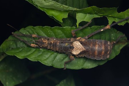 Foto de Naturaleza vista de la selva de insecto palo enorme o isla de Borneo. - Imagen libre de derechos