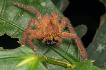 Téléchargez les photos : Nature Macro image d'un beau mâle David Bowie chasseur araignée - en image libre de droit