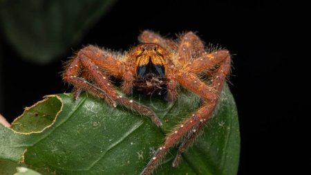 Téléchargez les photos : Nature Macro image d'un beau mâle David Bowie chasseur araignée - en image libre de droit