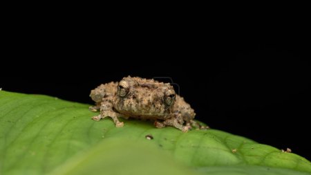 Foto de Hermosa imagen de la naturaleza de Mossy Frog de Borneo de pie sobre hoja verde - Imagen libre de derechos