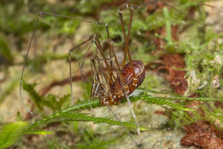 Téléchargez les photos : Macro image de visage unique regarder araignée d'Opiliones Spider également connu sous le nom de moissonneurs araignée - en image libre de droit