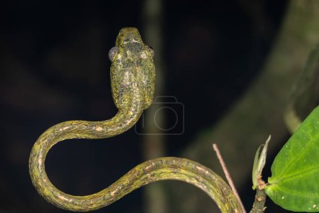 Téléchargez les photos : Nature wildlife image of Boiga drapiezii, commonly known as the white-spotted cat snake - en image libre de droit
