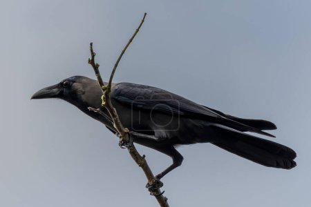 Téléchargez les photos : Close-up image of House Crow bird perching on tree branch - en image libre de droit