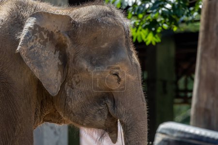 Photo for Elephant of Borneo (Borneo Pygmy Elephant) , Borneo Pygmy Elephant - Royalty Free Image