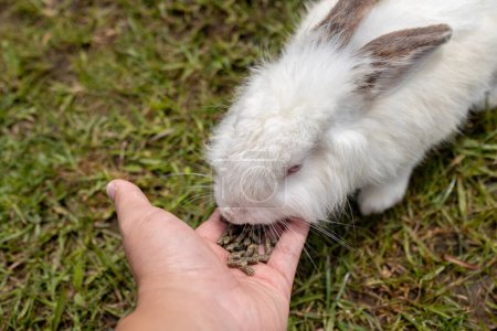 Photo for Man hand feeding food to cute rabbit on rabbit farm - Royalty Free Image